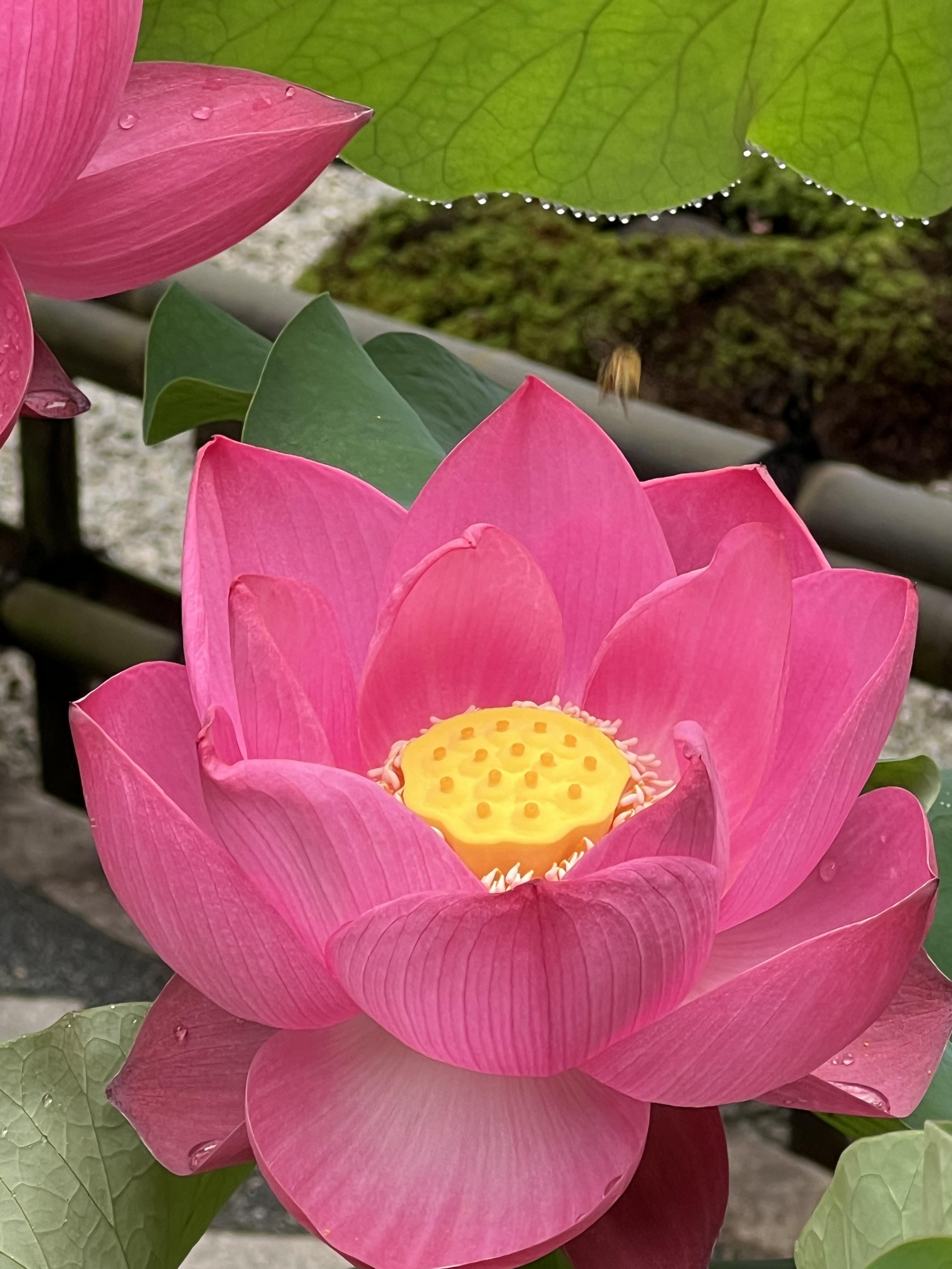 開花状況 1
